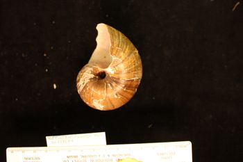 Media type: image; Malacology 258084